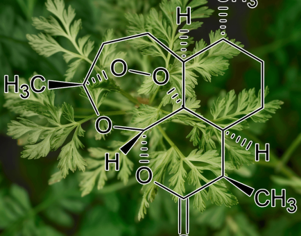 A focused shot of Artemisinin derived from Artemisia, a key compound in Interstellar Blends for immune and anti-malarial benefits.