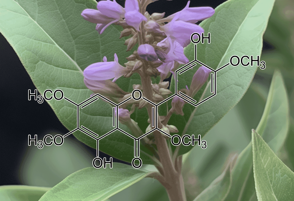 casticin-V.-trifolia - Interstellar Blends