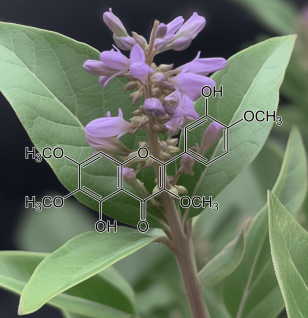 casticin-V.-trifolia - Interstellar Blends