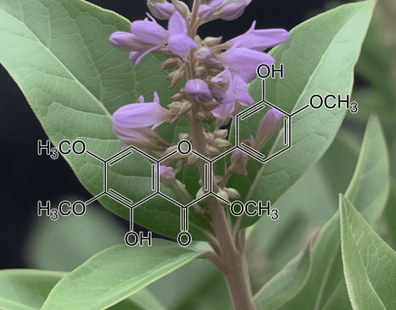 casticin-V.-trifolia - Interstellar Blends