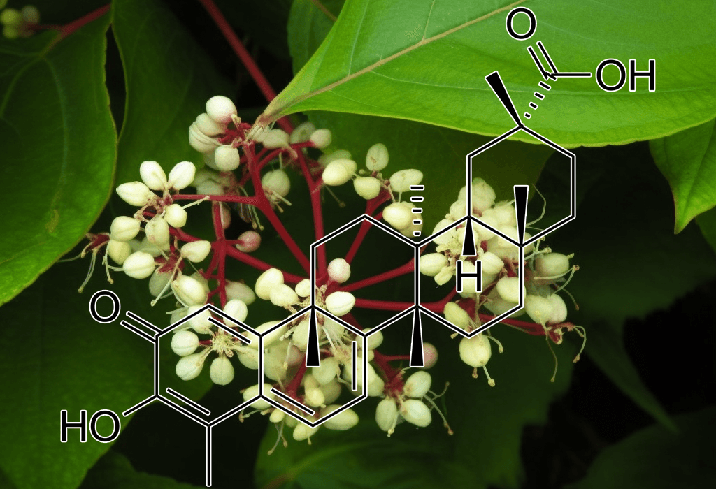 Celastrol (Trypterygium wilfordii) – A close-up of Celastrol, a potent anti-inflammatory compound found in Interstellar Blends.