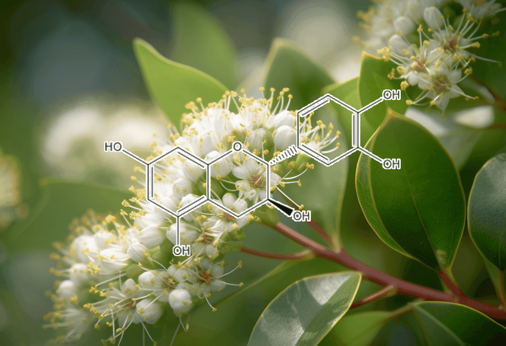 Cianidanol Salacia Chinensis - Interstellar Blends