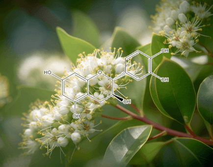 Cianidanol Salacia Chinensis - Interstellar Blends