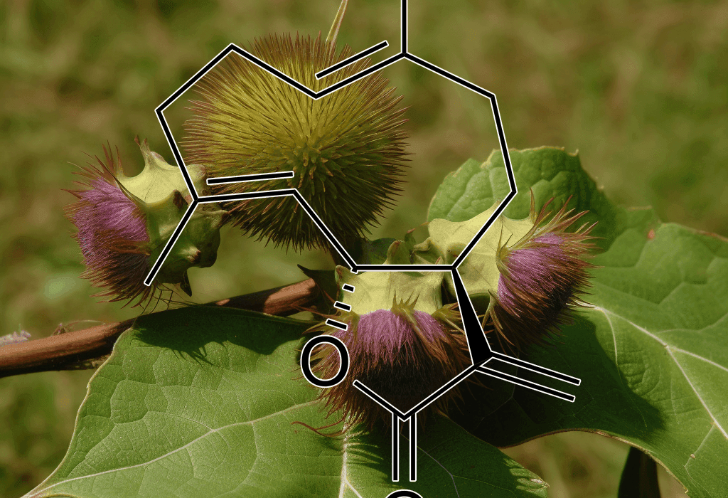 Costunolide Saussurea Lappa Clarke - Interstellar Blends