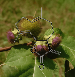 Costunolide Saussurea Lappa Clarke - Interstellar Blends