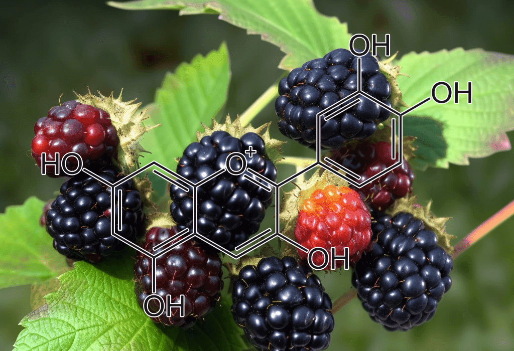 cyanidin source blackberries - Interstellar Blends