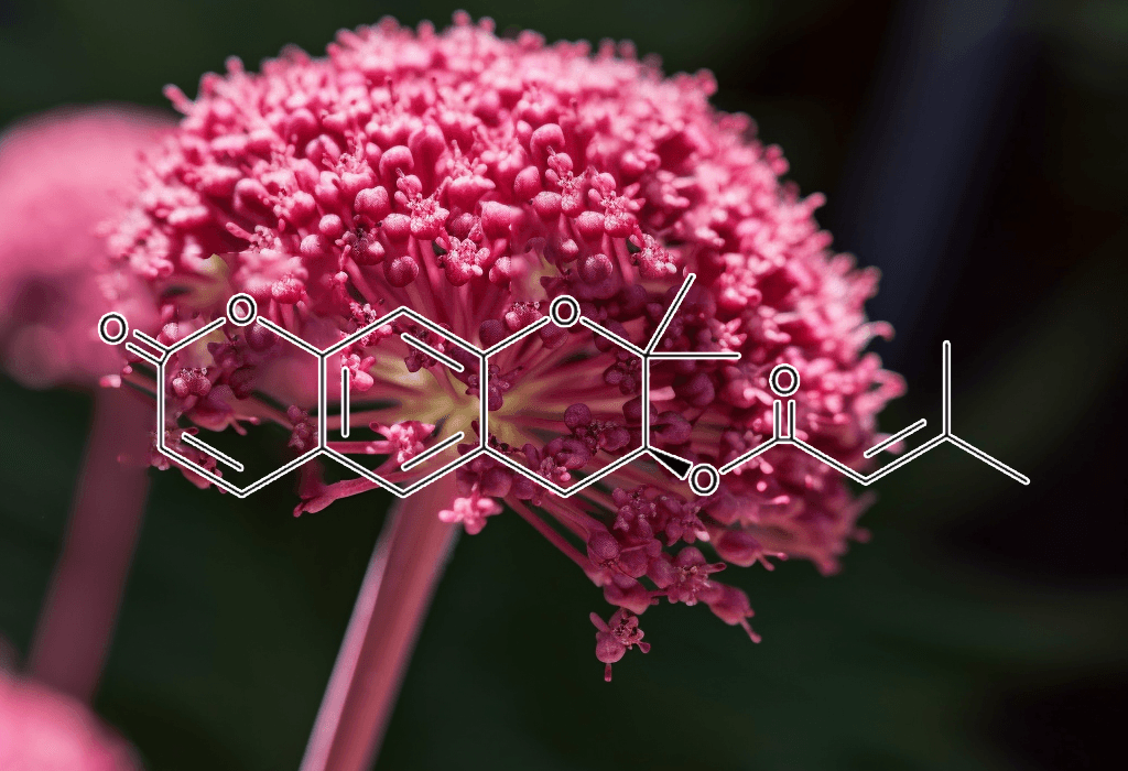 Decursin-Plant-Source - Interstellar Blends