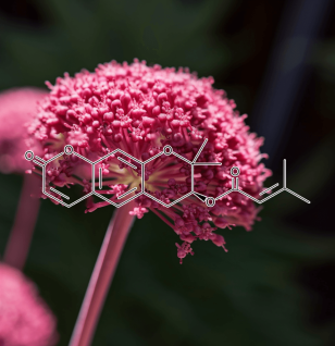 Decursin-Plant-Source - Interstellar Blends