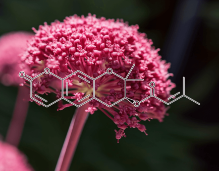 Decursin-Plant-Source - Interstellar Blends