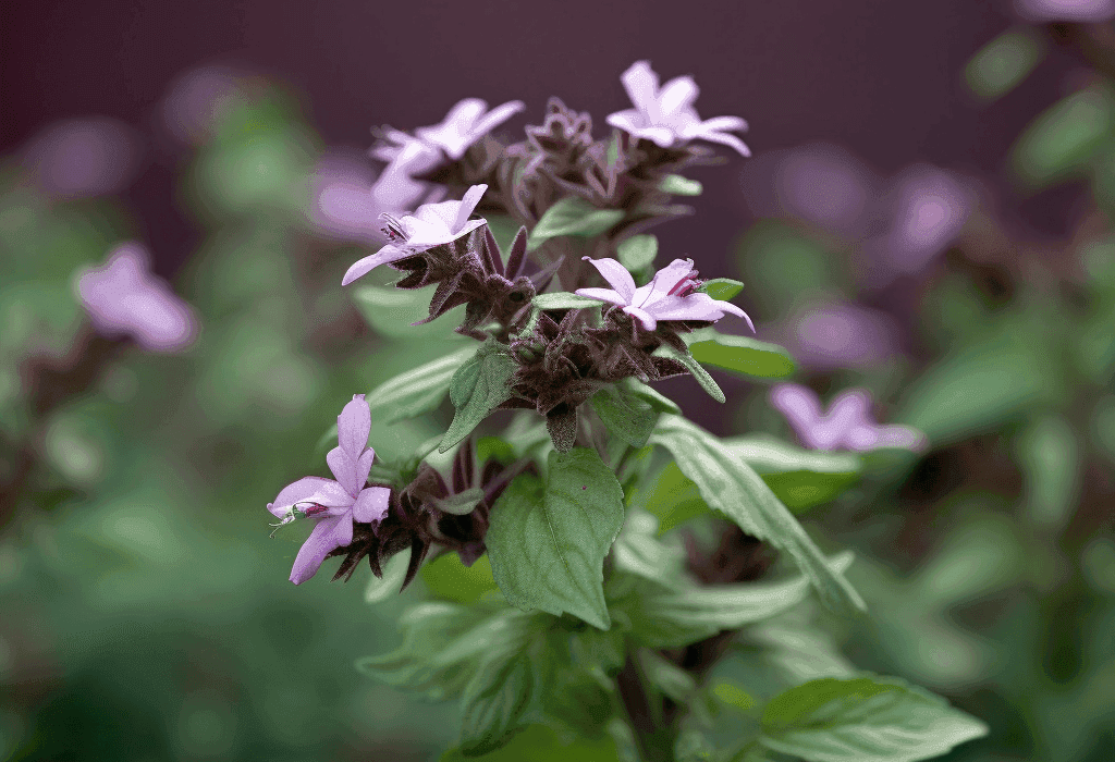 Ocimum tenuiflorum (Tulsi) – Ayurvedic “Elixir of Life” in Interstellar Blends, balancing stress, immunity, and inflammation.