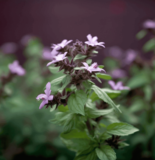 Ocimum tenuiflorum (Tulsi) – Ayurvedic “Elixir of Life” in Interstellar Blends, balancing stress, immunity, and inflammation.