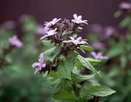 Ocimum tenuiflorum (Tulsi) – Ayurvedic “Elixir of Life” in Interstellar Blends, balancing stress, immunity, and inflammation.
