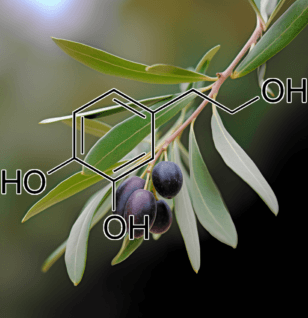 Hydroxytyrosol – A high-resolution image of Hydroxytyrosol, a polyphenol in Interstellar Blends for its powerful antioxidant benefits.
