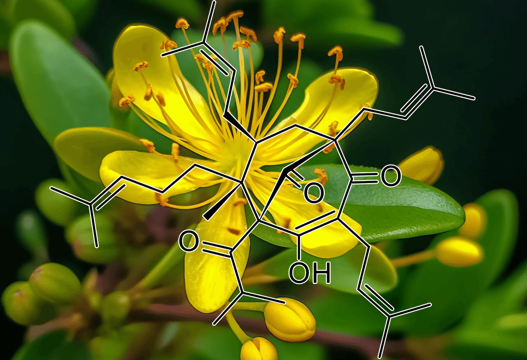 Hypericum perforatum (St. John’s Wort) – Natural mood booster in Interstellar Blends, reducing anxiety, depression, and stress.