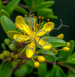 Hypericum perforatum (St. John’s Wort) – Natural mood booster in Interstellar Blends, reducing anxiety, depression, and stress.