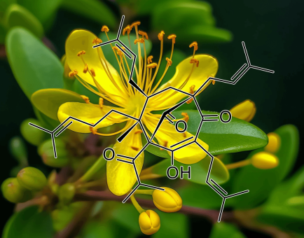 Hypericum perforatum (St. John’s Wort) – Natural mood booster in Interstellar Blends, reducing anxiety, depression, and stress.