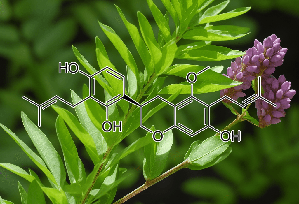 Licoricidin Source Plant - Interstellar Blends