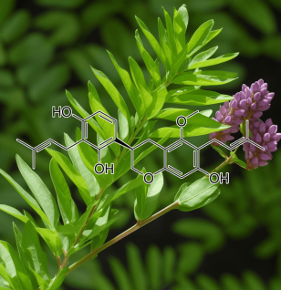 Licoricidin Source Plant - Interstellar Blends