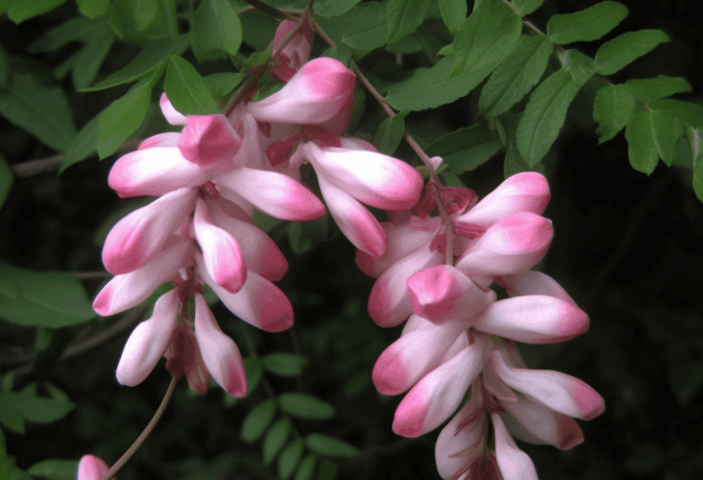 ABRUS CANTONIENSIS - Interstellar Blends