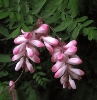 ABRUS CANTONIENSIS - Interstellar Blends