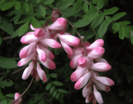 ABRUS CANTONIENSIS - Interstellar Blends