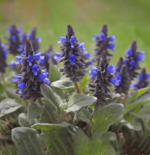 AJUGA TURKESTANICA - Interstellar Blends