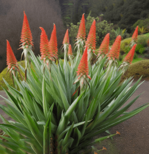 Aloe arborescens – Potent antioxidant in Interstellar Blends, promoting digestion, immune support, and cellular regeneration for overall well-being.