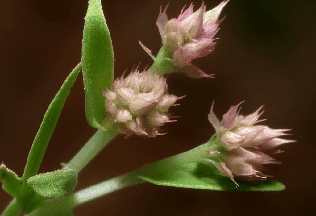 Alternanthera sessilis – Rich in antioxidants, this Interstellar Blends ingredient enhances immunity, reduces oxidative stress, and supports skin health.