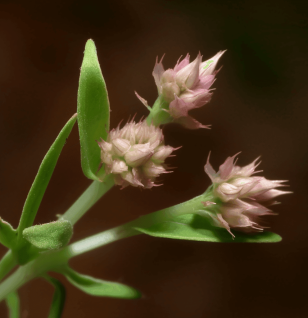 Alternanthera sessilis – Rich in antioxidants, this Interstellar Blends ingredient enhances immunity, reduces oxidative stress, and supports skin health.