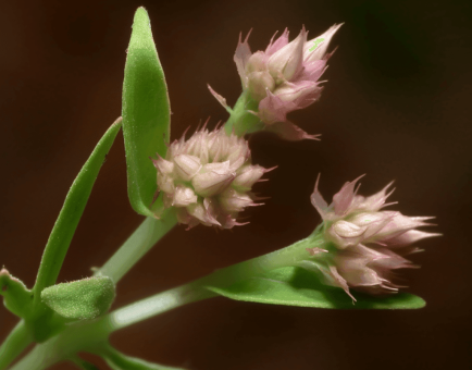 Alternanthera sessilis – Rich in antioxidants, this Interstellar Blends ingredient enhances immunity, reduces oxidative stress, and supports skin health.