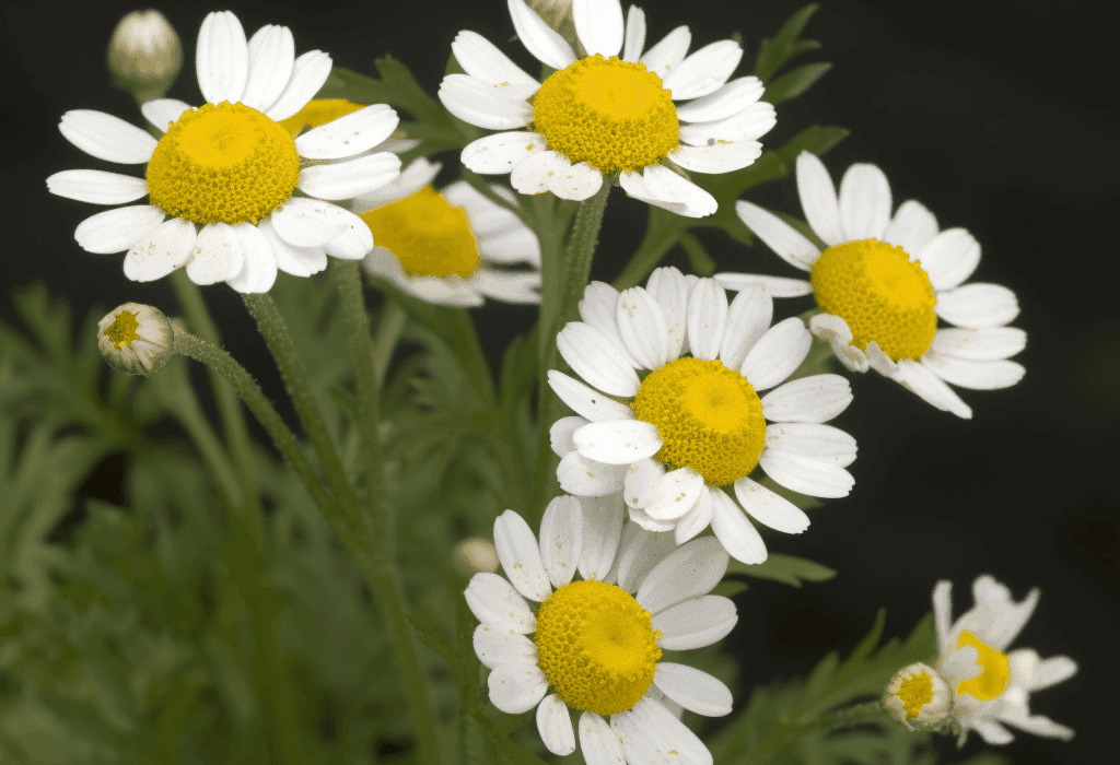 Anacyclus pyrethrum – Natural nootropic in Interstellar Blends, known for its cognitive-enhancing and aphrodisiac properties.