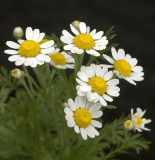 Anacyclus pyrethrum – Natural nootropic in Interstellar Blends, known for its cognitive-enhancing and aphrodisiac properties.