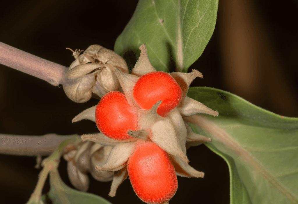 Ashwaganda - Interstellar Blends