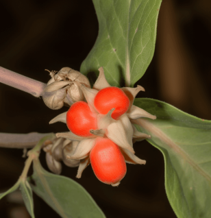 Ashwaganda - Interstellar Blends