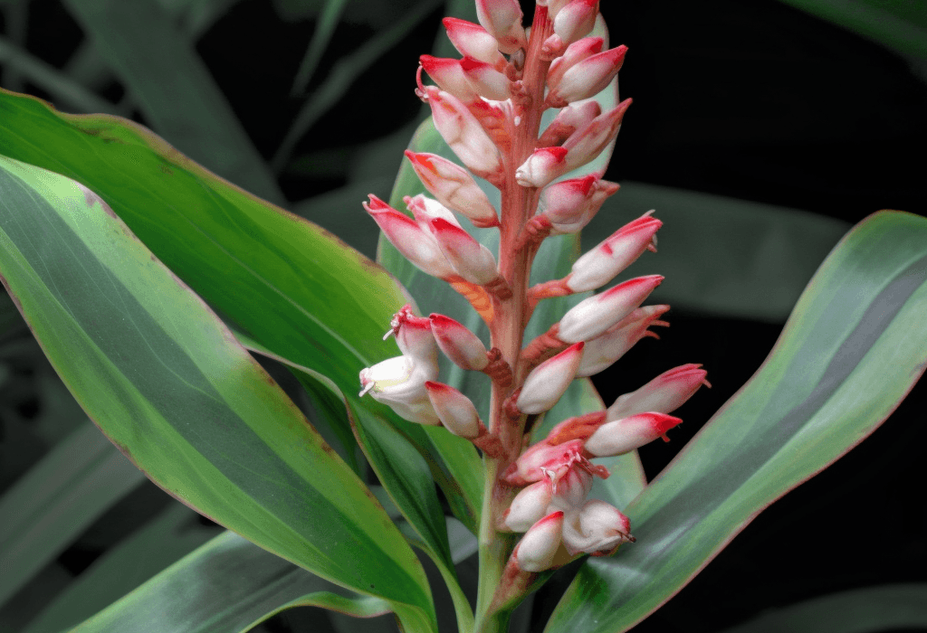 Alpinia officinarum – Powerful anti-inflammatory herb in Interstellar Blends, aiding digestion, improving circulation, and supporting joint health.