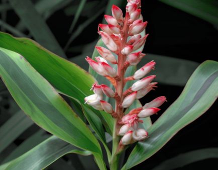 Alpinia officinarum – Powerful anti-inflammatory herb in Interstellar Blends, aiding digestion, improving circulation, and supporting joint health.
