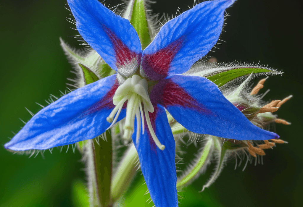 Borago officinalis – A detailed capture of Borago officinalis (Borage), an herb in Interstellar Blends for adrenal support and anti-inflammatory benefits.