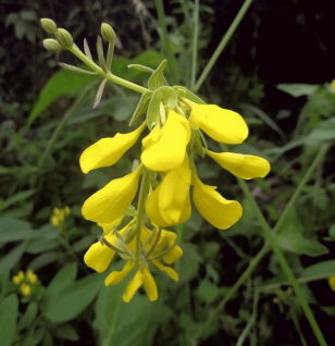 Corchorus olitorius – A bright capture of Corchorus olitorius, an herb in Interstellar Blends used for its antioxidant and anti-inflammatory benefits.