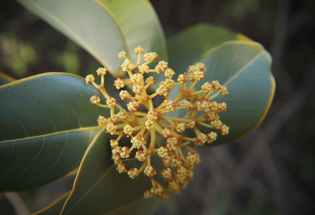 CRYPTOCARYA CONCINNA HANCE - Interstellar Blends