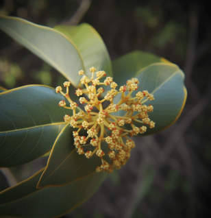 CRYPTOCARYA CONCINNA HANCE - Interstellar Blends