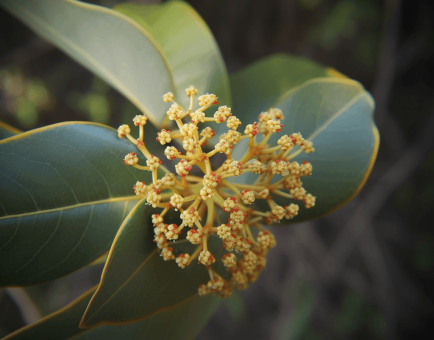 CRYPTOCARYA CONCINNA HANCE - Interstellar Blends