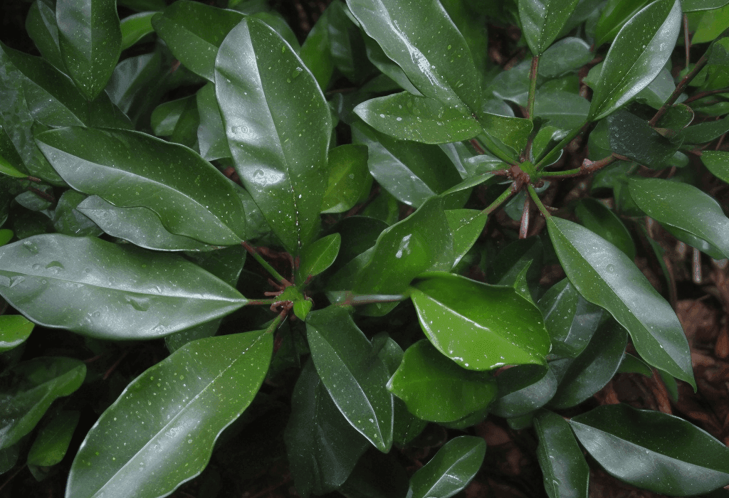 Catuaba Bark - Interstellar Blends