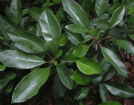 Catuaba Bark - Interstellar Blends