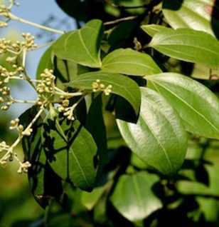 Cinnamomum cassia - Interstellar Blends