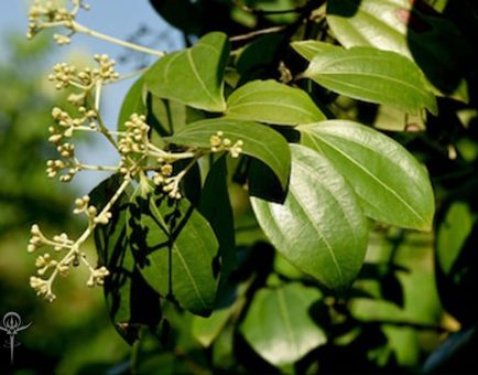 Cinnamomum cassia - Interstellar Blends