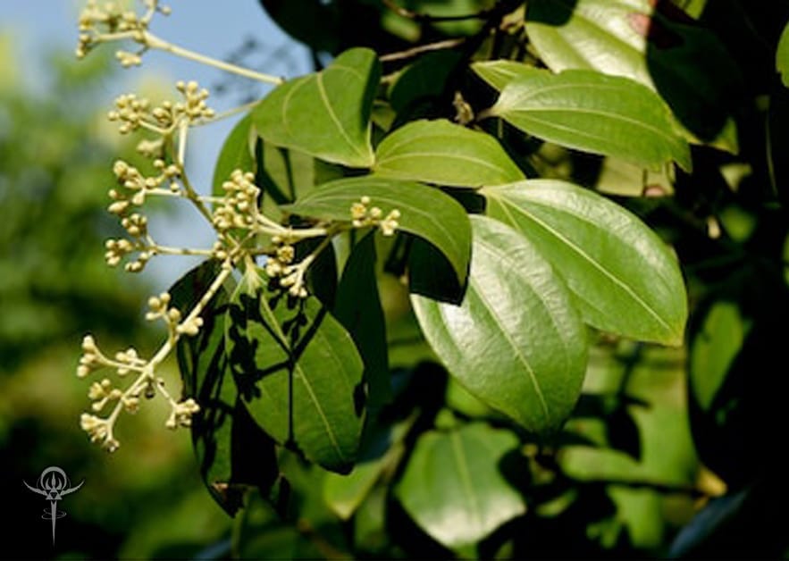 Cinnamomum cassia - Interstellar Blends