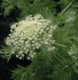 Cnidium Seed - Interstellar Blends