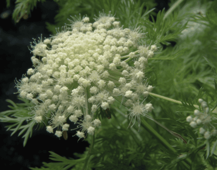 Cnidium Seed - Interstellar Blends