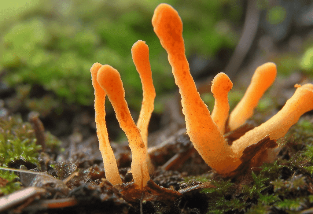Cordyceps – Adaptogenic fungus in Interstellar Blends, improving stamina, lung health, and immune function.
