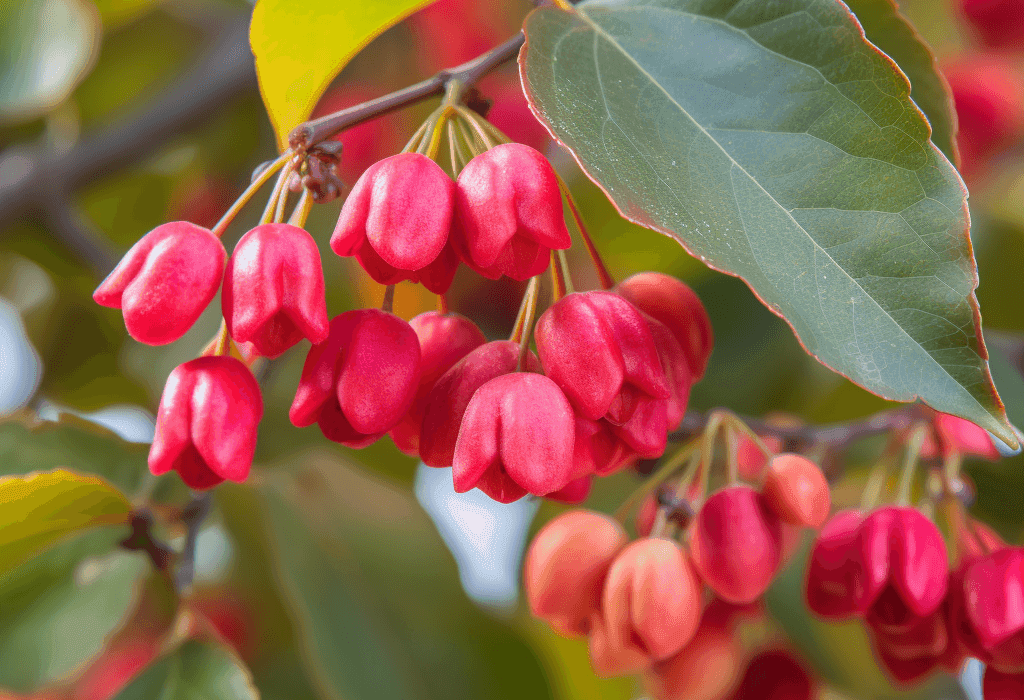 Euonymus alatus – A detailed image of Euonymus alatus, a traditional medicinal plant in Interstellar Blends known for its antioxidant properties.